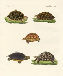 Vreemde schildpadden