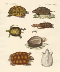 Vreemde schildpadden