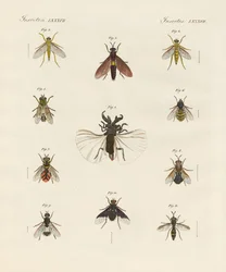 Vreemde tweevleugelige insecten