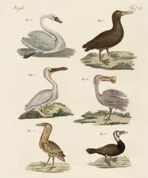 Vreemde watervogels
