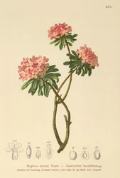 Gestreepte Daphne (Daphne striata)