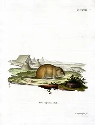 Gestreepte Veldmuis