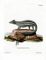 Gestreepte Skunk