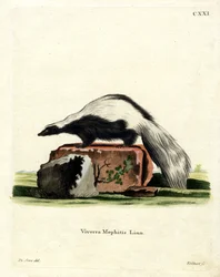 Gestreepte Skunk