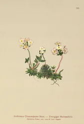 Zoetbloemige Rotsjasmijn (Androsace Chamaejasme)