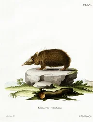 Staartloze tenrek