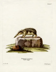Staartloze tenrek