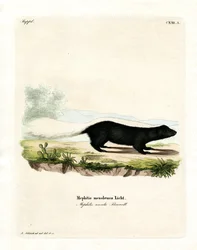 Texaanse stinkdier