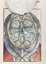 De hersenen, uit Ophthalmodouleia door Georg Bartisch (1535-1636) gepubliceerd in Dresden in 1583