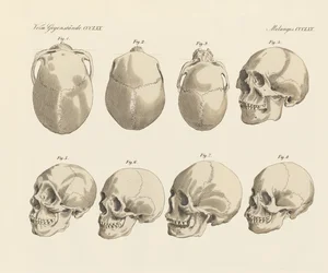 De schedel van de vijf menselijke rassen (gekleurde gravure)