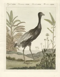 De goudenborst trompetvogel
