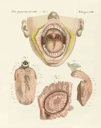 De smaak