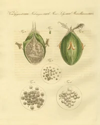 De ustilaginomycotina van de tarwe
