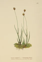 Driehulzige Riet (Juncus triglumis)