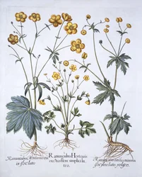 Drie variëteiten van Boterbloem, uit Hortus Eystettensis, door Basil Besler, 1613