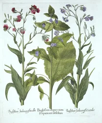 Drie variëteiten van Bugloss, uit Hortus Eystettensis, door Basil Besler, gepubliceerd 1613