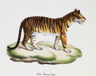 Tijger (Felis tigris), uit Zoogdieren geïllustreerd uit de natuur met beschrijvingen, door Johann Christian Daniel von Schreber (1739-1810), gravure door IC Bock naar tekening van A Fleischmann, volume 3, tafel 98 A, Duitsland