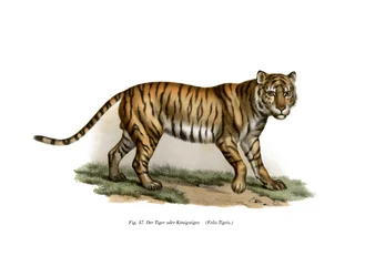 Tijger, 1860