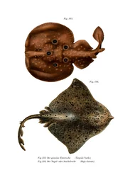 Torpedo Vis