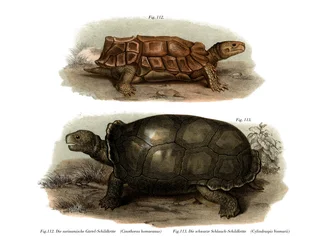 Schildpad
