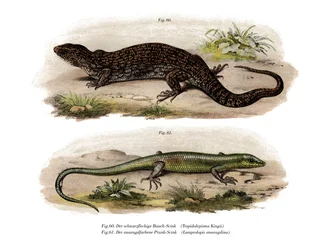 Boomskink