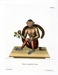 Kapucijnaap
