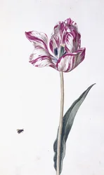 Tulp en bij, 18e eeuw