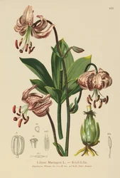 Turks Cap Lelie (Lilium Martagon)