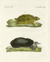 Zoetwaterschildpadden