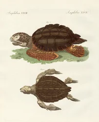 Schildpadden van fenomenale grootte