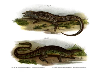 Twee-gezichten Neusticurus