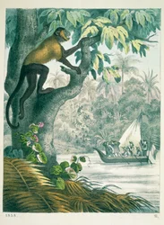 Bovenloop van de Amazone, uit Das Buch der Welt, gepubliceerd 1858