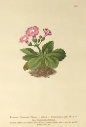 Val-Daone Sleutelbloem (Primula Oenensis, Primula Daonensis)