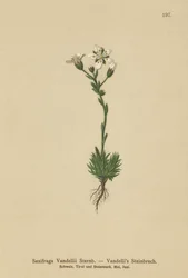 Vandellis Steenbreek
