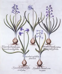 Hyacintvariëteiten met Bol, uit Hortus Eystettensis, door Basil Besler, 1613
