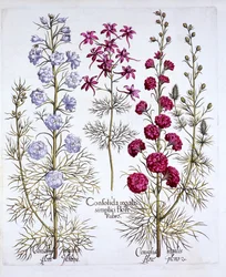 Ridderspoorvariëteiten, uit Hortus Eystettensis, door Basil Besler, 1613