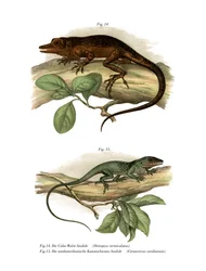 Vinales anolis