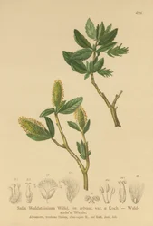 Waldsteins Wilg (Salix Waldsteiniana, Salix arbusc. var.)