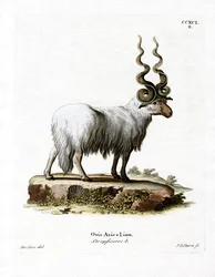 Wallachisch schaap