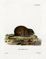 Waterrat
