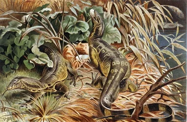 Watermonitorhagedis, plaat uit "Brehms Tierleben: Allgemeine Kunde des Tierreichs", deel 7, p.117, uitgegeven door Bibliographisches Institut