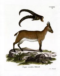 West-Kaukasische tur