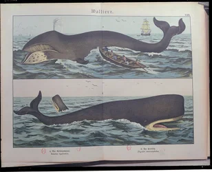 Walvisvangst en potvis, uit Natuurlijke Historie van Zoogdieren (1861) door Gotthelf Heinrich von Schubert (1780-1860), gepubliceerd in Stuttgart, 1886 (kleurgravure)