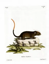 Witwang Boomrat