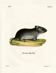 Witstaartmuis