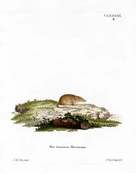 Witvoetspitsmuis