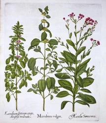 Witte Malrove, Malrove en Munt, uit Hortus Eystettensis, door Basil Besler, gepubliceerd 1613