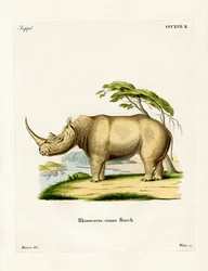 Witte Neushoorn