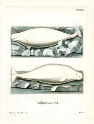 Witte Walvis