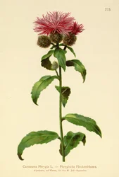 Pruik Knoopkruid